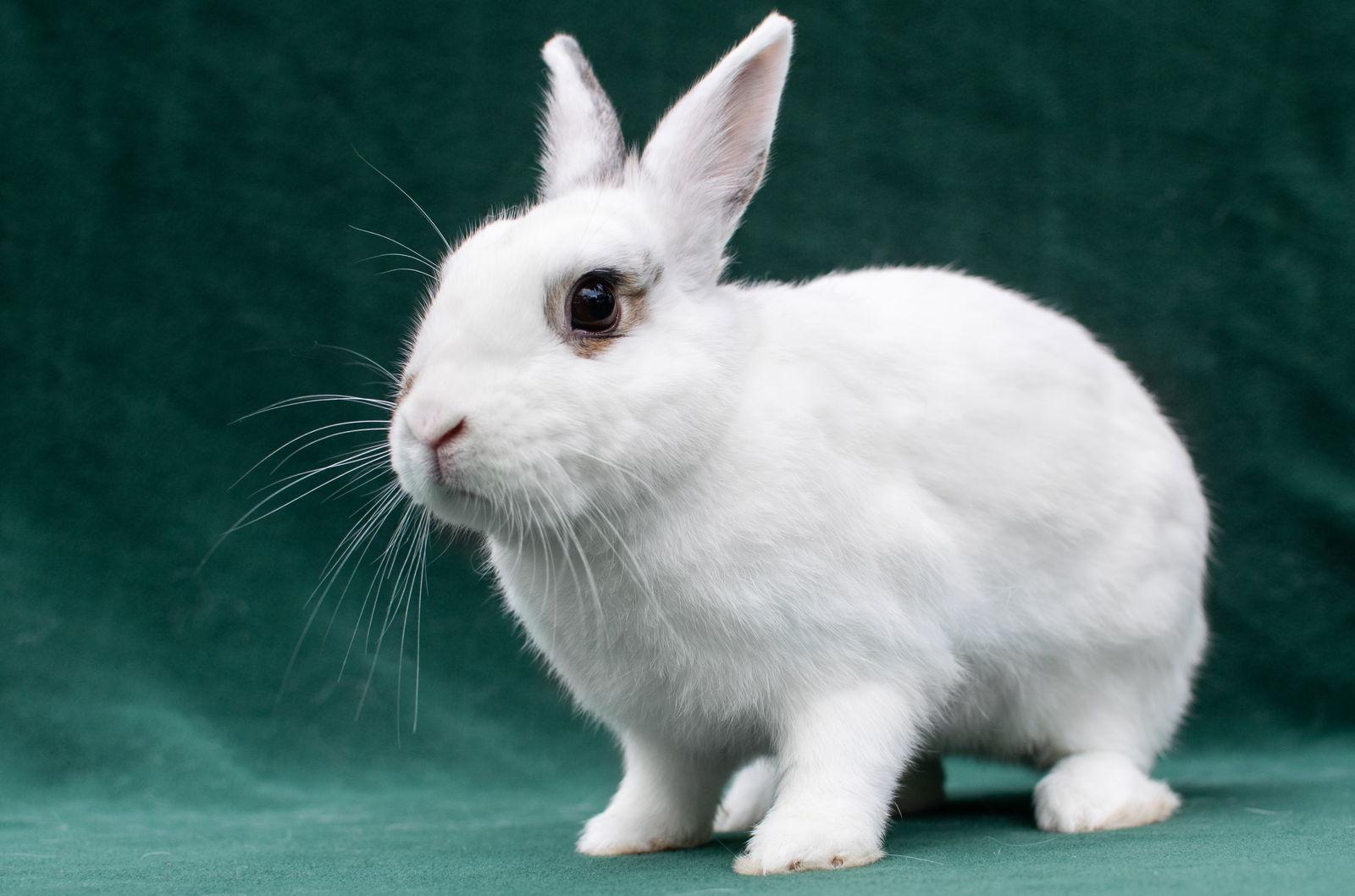 Tewkesbury & Tootsie, Adoptable, Senior Male Dwarf Eared.