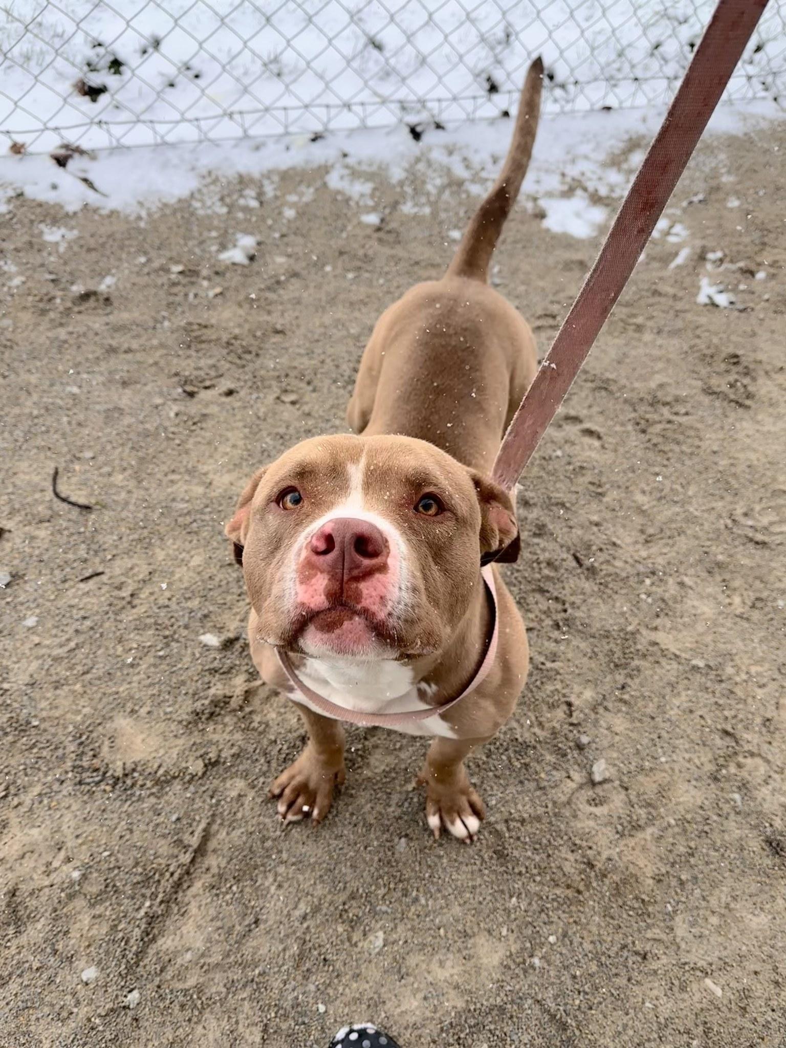 Banner, a Adoptable Bull Terrier in Monticello, IN image 3/3