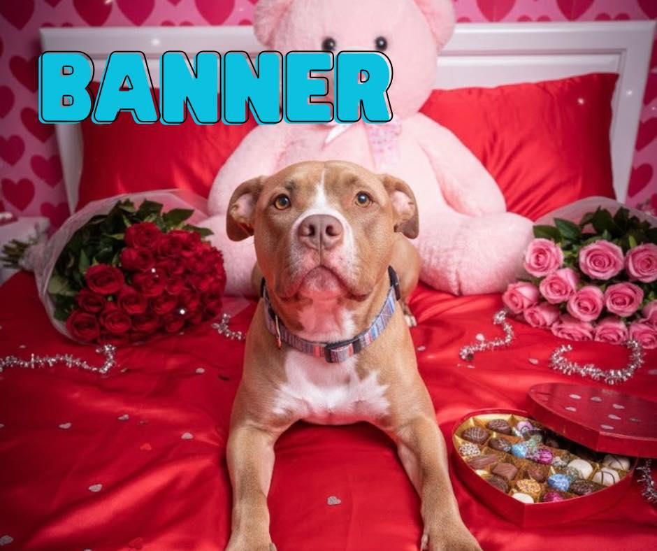 Banner, Adoptable, Young Male Bull Terrier.