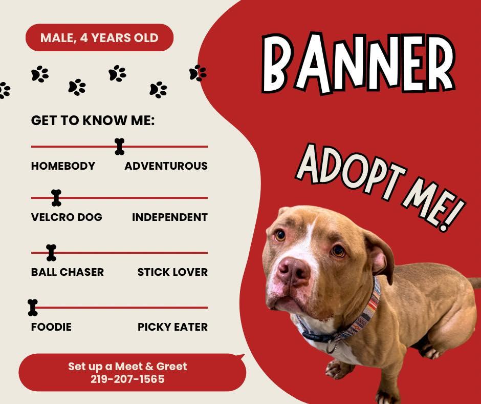 Enlarge Banner, a Adoptable Bull Terrier in Monticello, IN image 2/4
