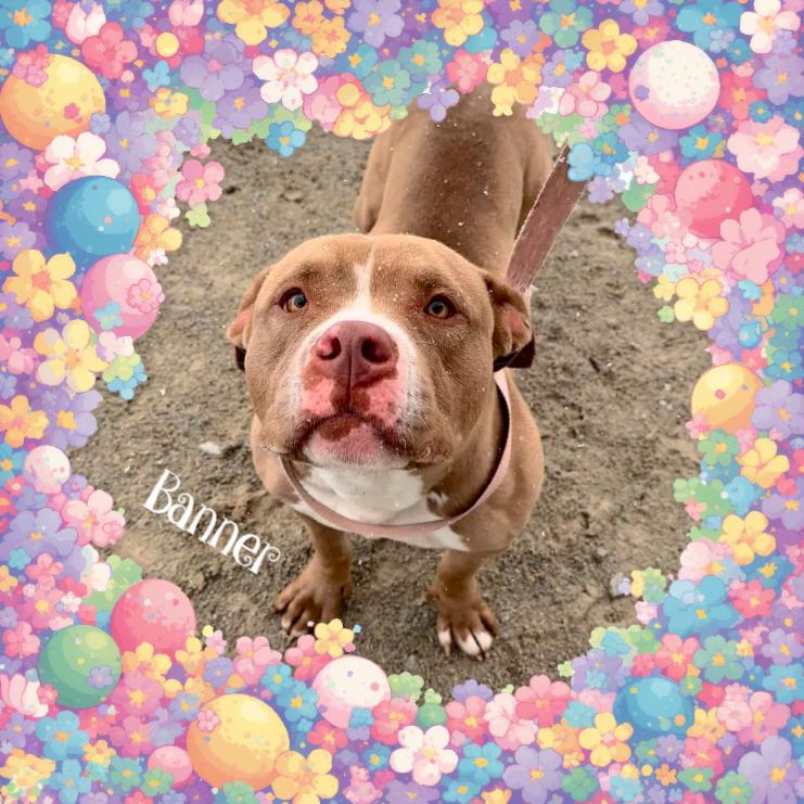 Banner, Adoptable, Young Male Bull Terrier.