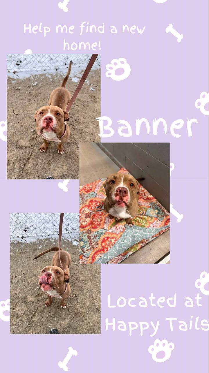 Banner, a Adoptable Bull Terrier in Monticello, IN image 2/3