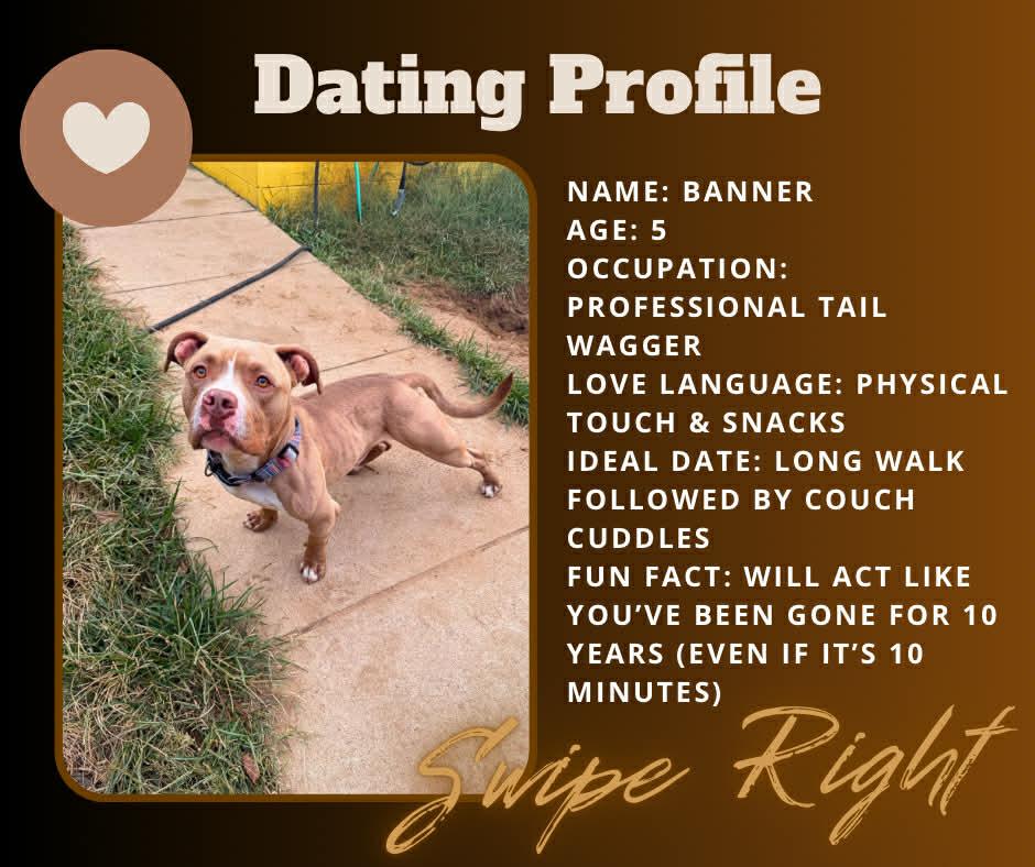 Banner, Adoptable, Young Male Bull Terrier.