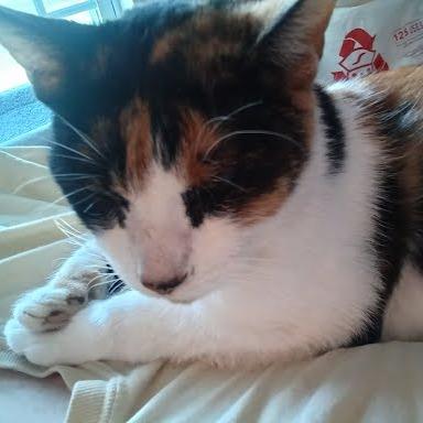 Pixie, Adoptable, Young Female Domestic Short Hair.