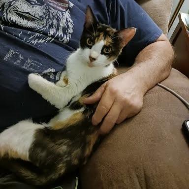 Enlarge Pixie, a Adoptable Domestic Short Hair in Edwardsville, IL image 2/3