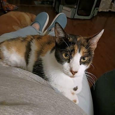 Enlarge Pixie, a Adoptable Domestic Short Hair in Edwardsville, IL image 3/3