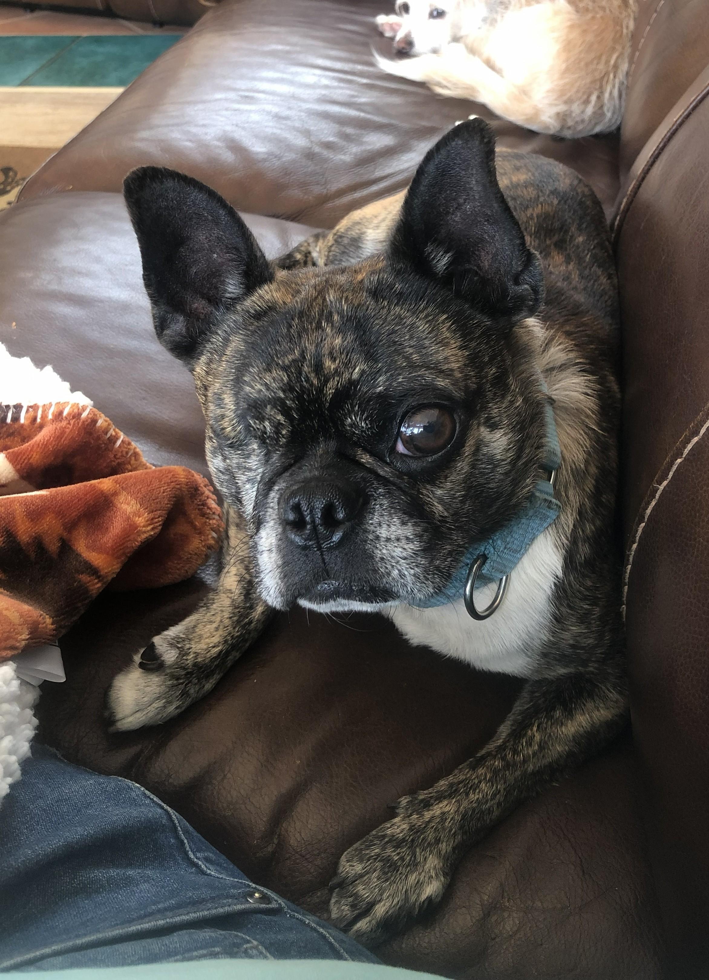 Dominic, Adoptable, Adult Male French Bulldog & Boston Terrier.