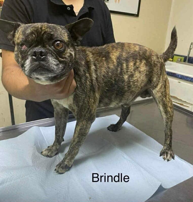 Enlarge Dominic, a Adoptable mixed breed in Windsor, CO image 2/4