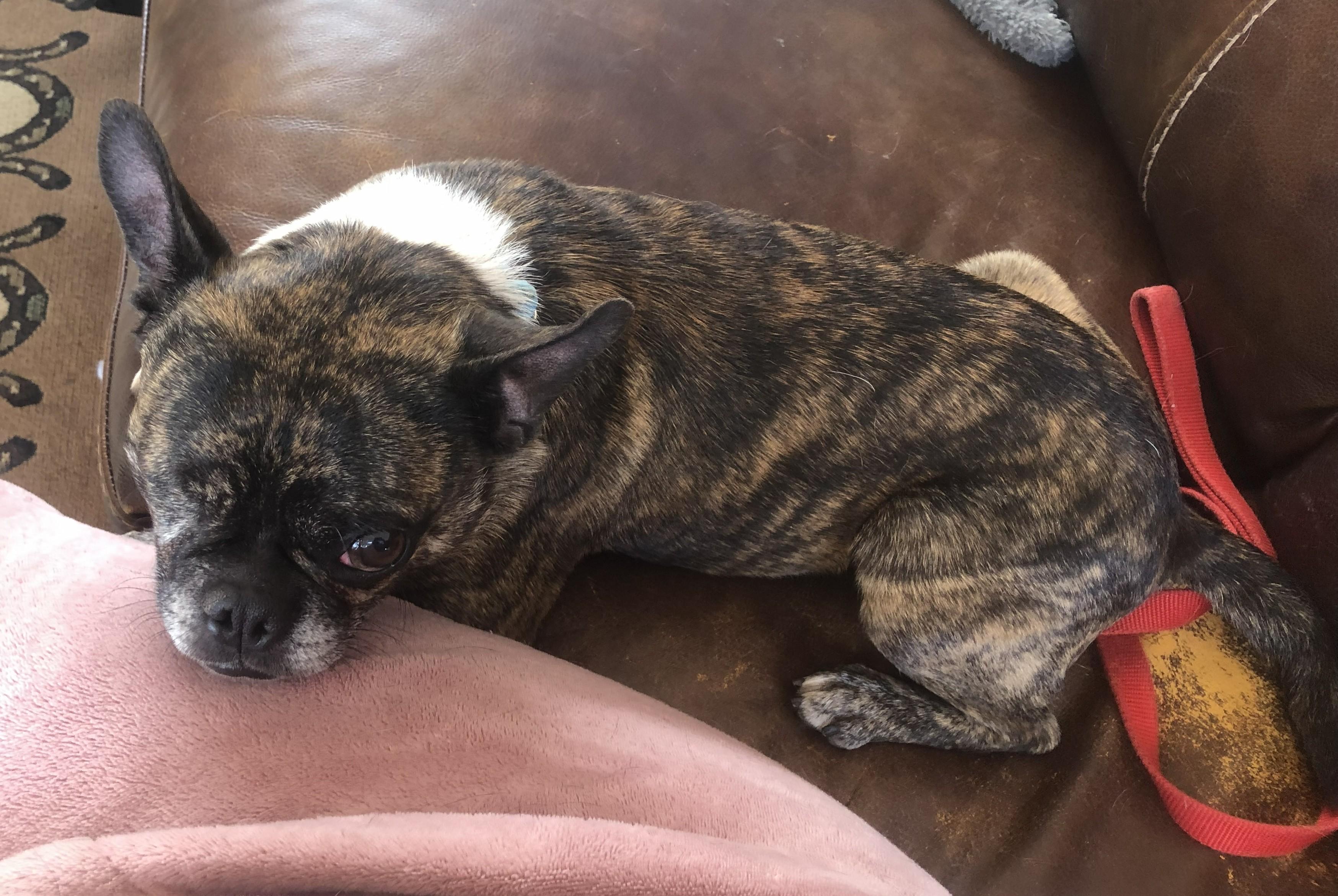 Enlarge Dominic, a Adoptable mixed breed in Windsor, CO image 3/4