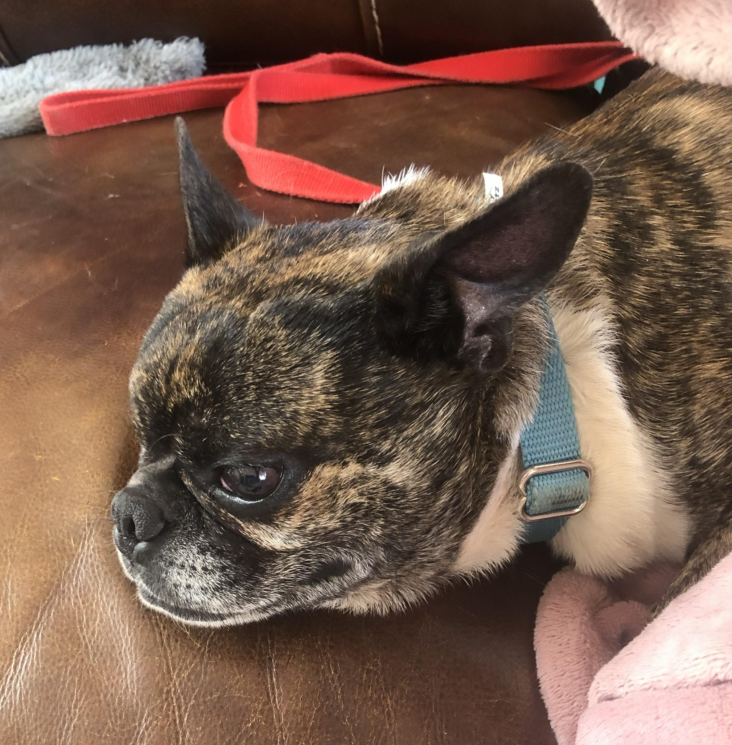 Enlarge Dominic, a Adoptable mixed breed in Windsor, CO image 4/4