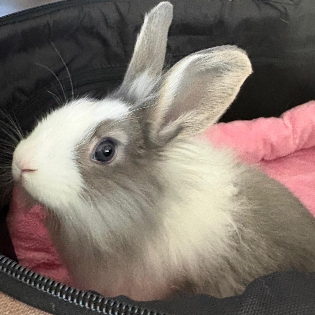 Enlarge Hera, a Adoptable Lionhead in Napa, CA image 1/1