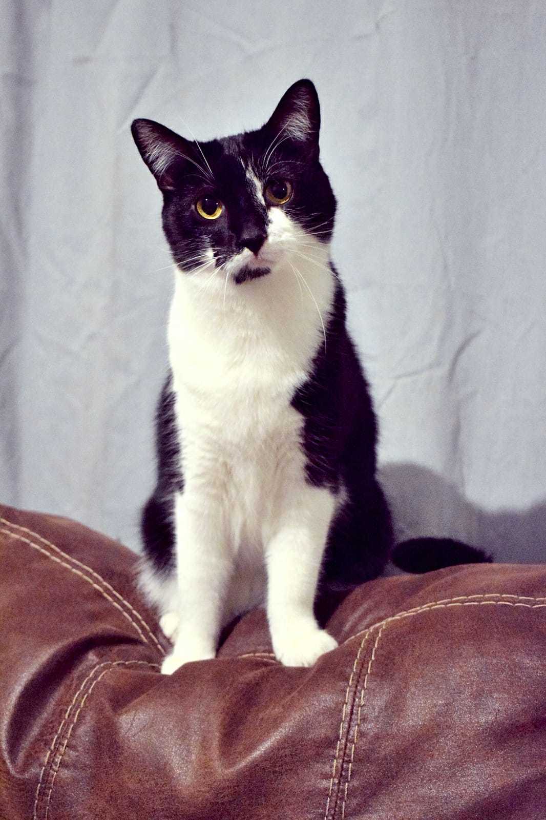 Primrose, a Adoptable Domestic Short Hair in Grayslake, IL image 1/12