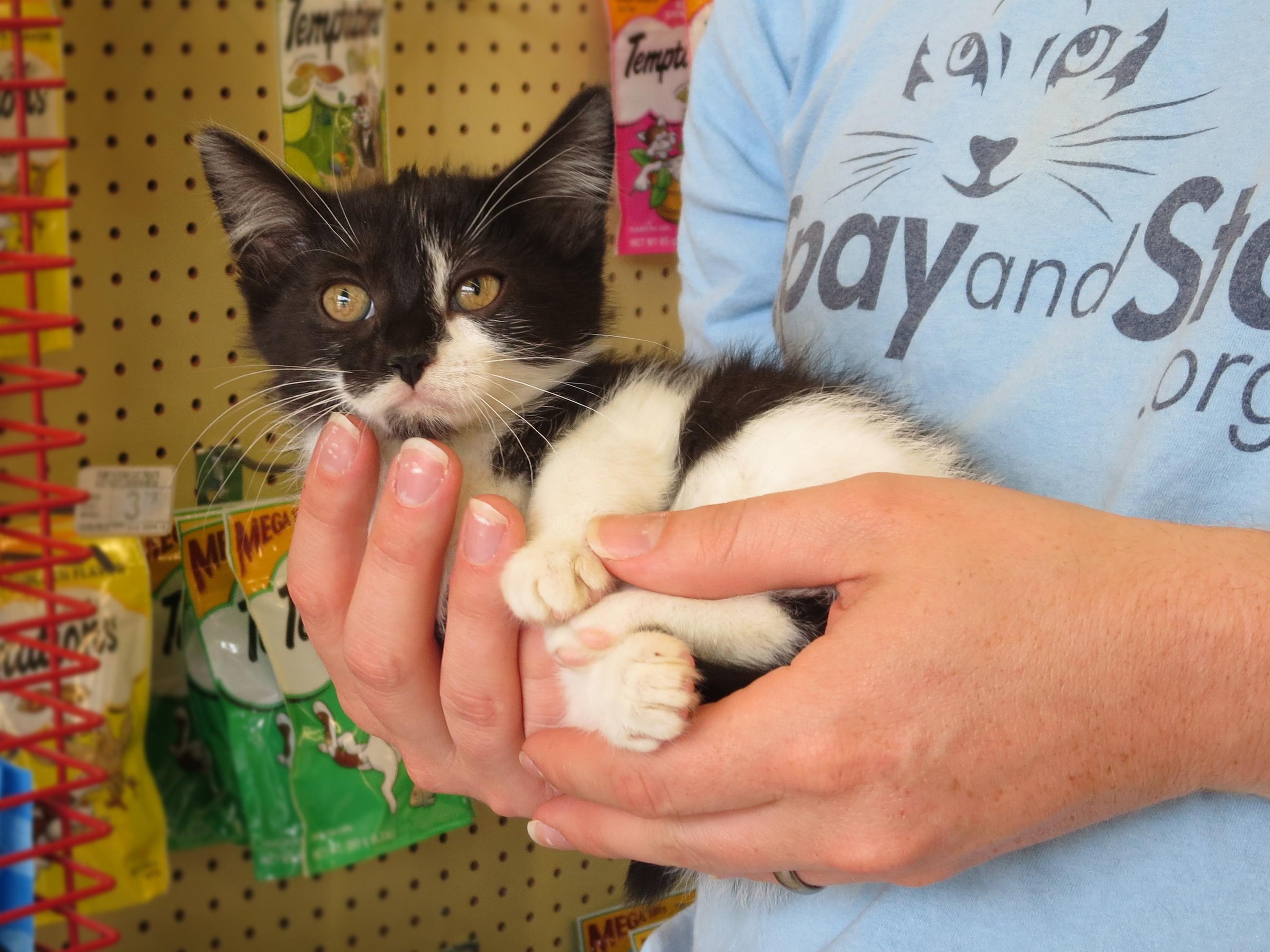 Primrose, a Adoptable Domestic Short Hair in Grayslake, IL image 2/12