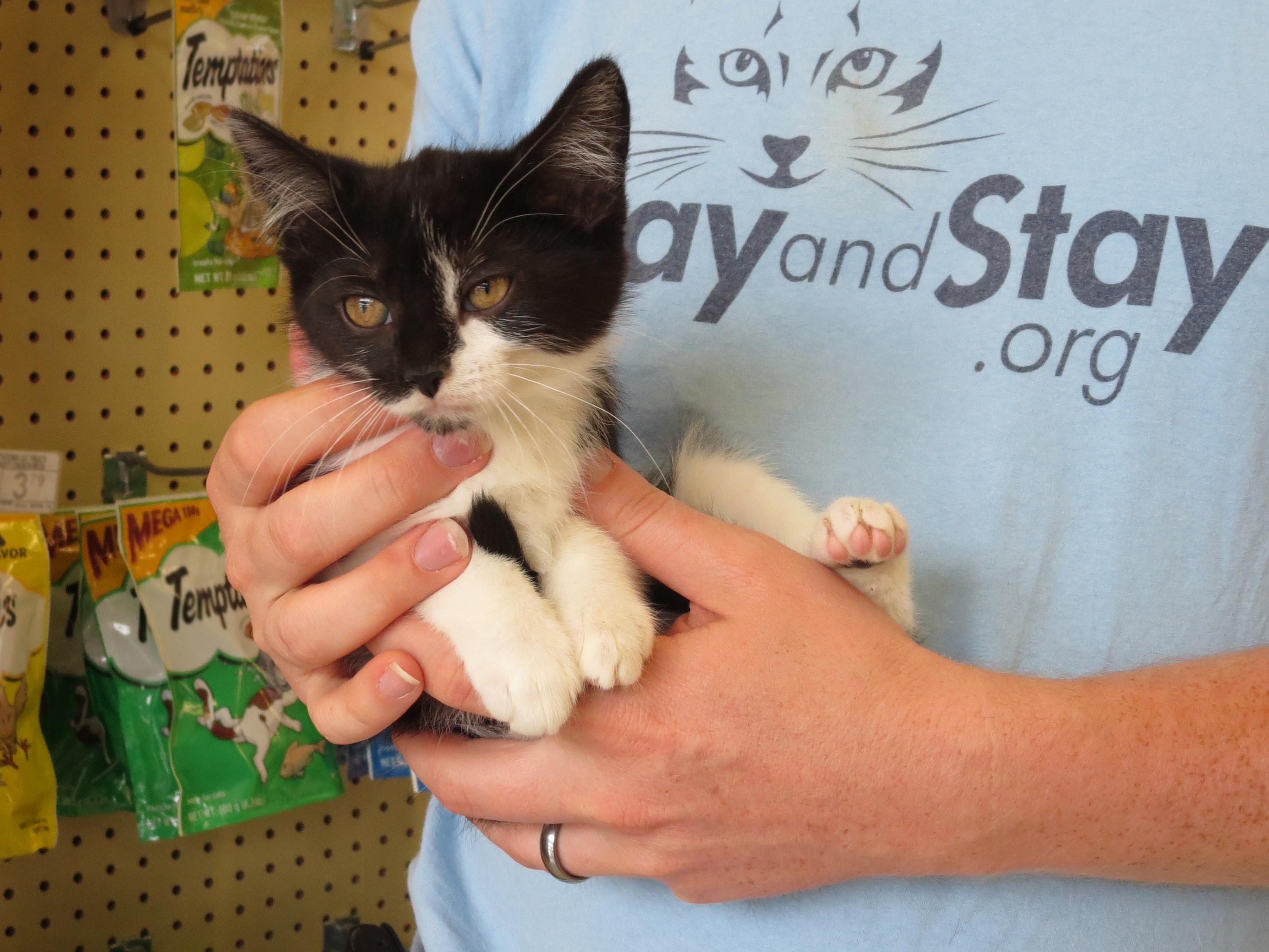 Primrose, a Adoptable Domestic Short Hair in Grayslake, IL image 3/12