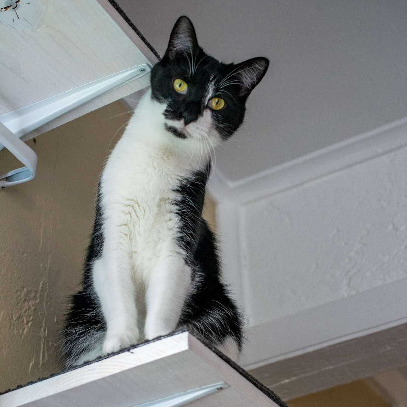 Primrose, a Adoptable Domestic Short Hair in Grayslake, IL image 4/12