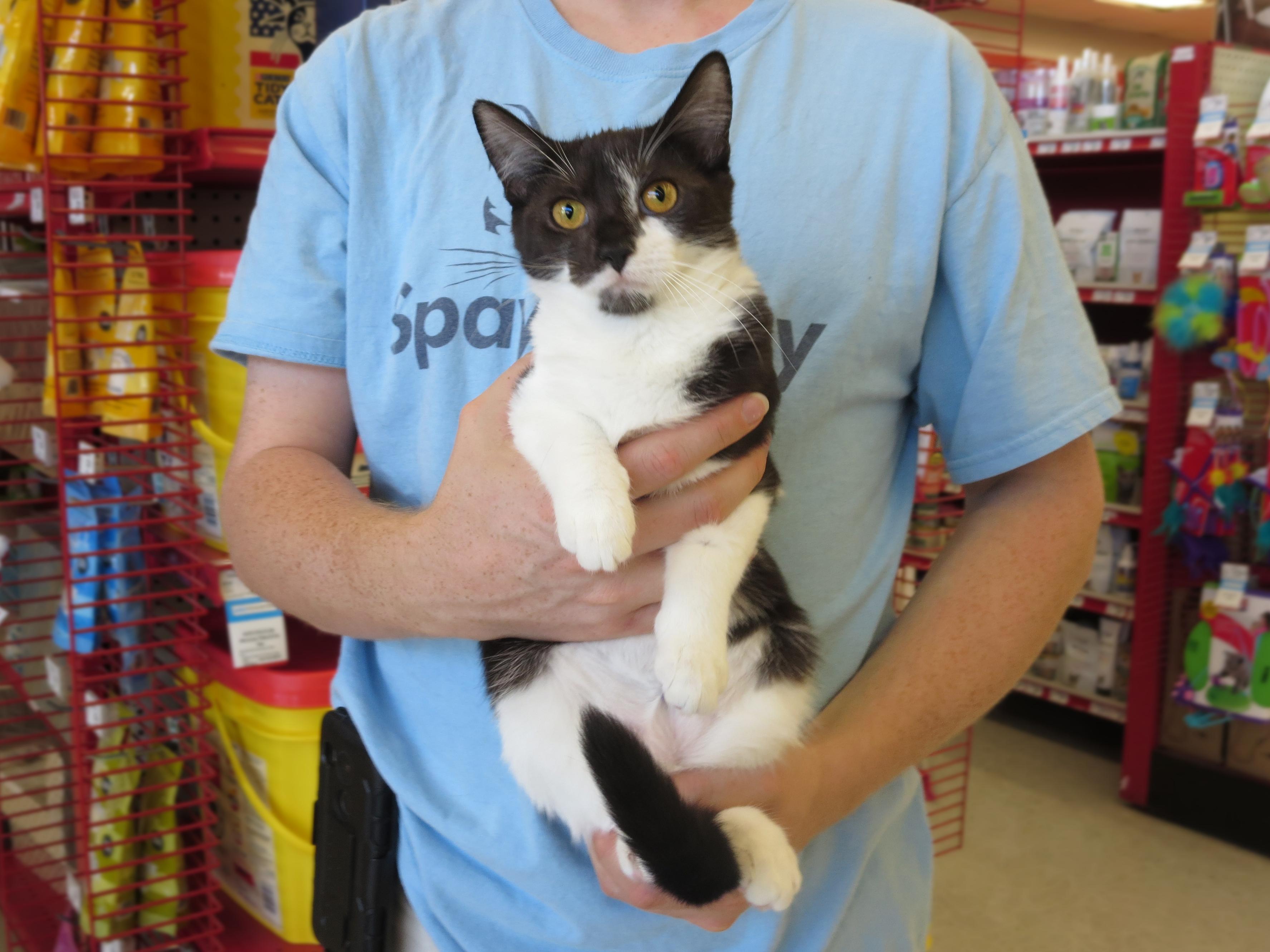 Primrose, a Adoptable Domestic Short Hair in Grayslake, IL image 5/12