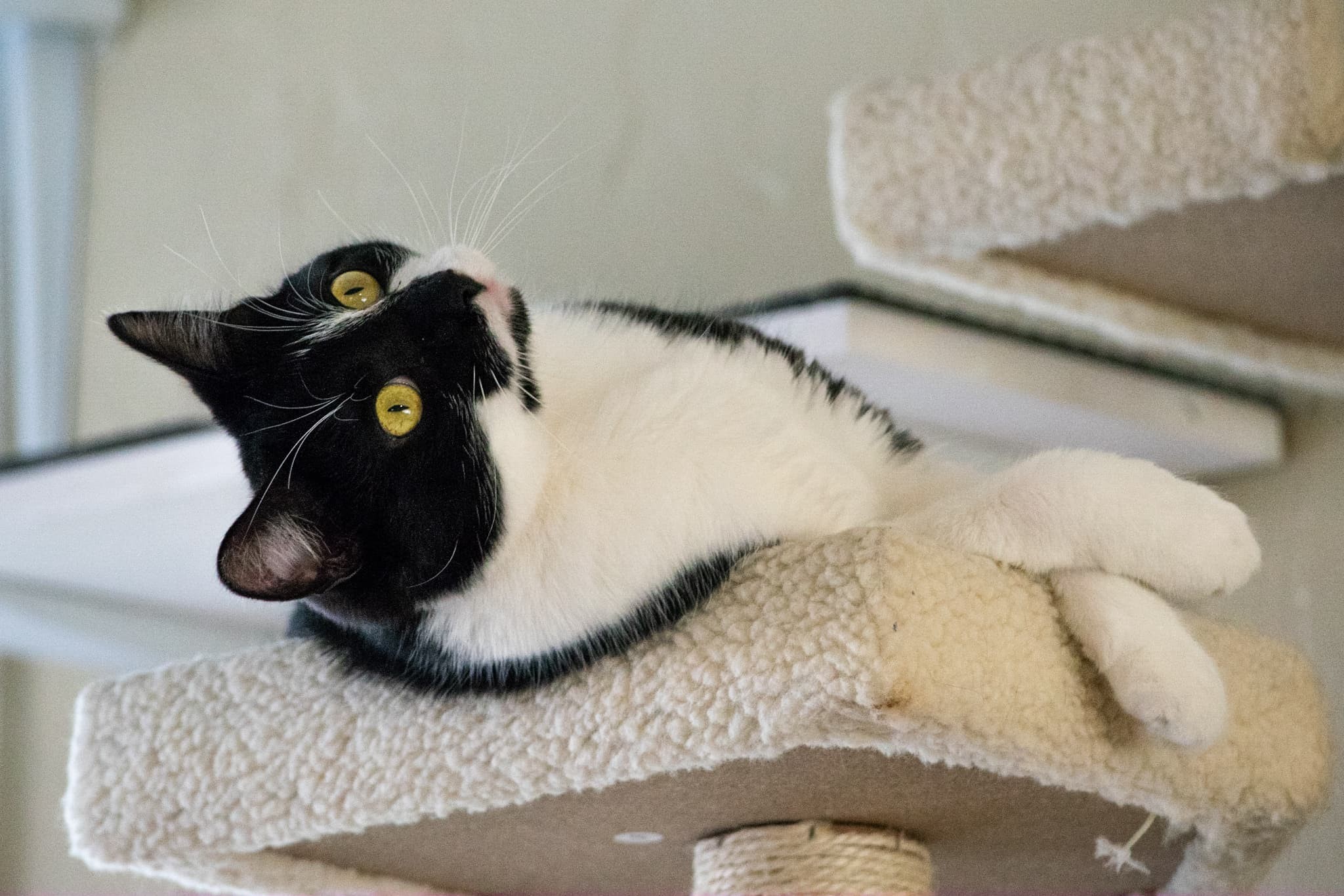 Primrose, a Adoptable Domestic Short Hair in Grayslake, IL image 6/12