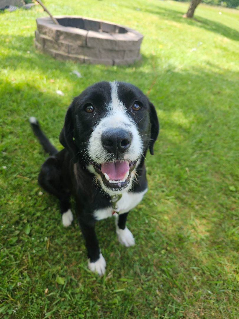 Opal, a Adopted mixed breed in Gradyville, KY image 1/6