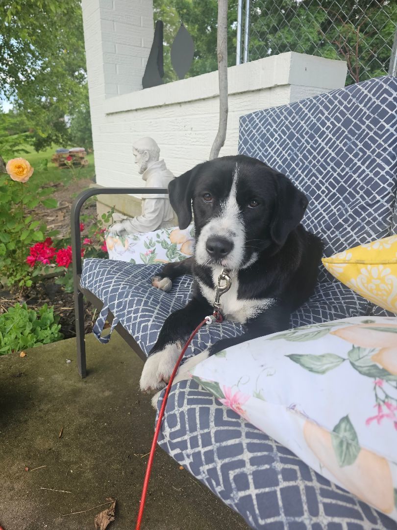 Opal, a Adopted mixed breed in Gradyville, KY image 2/6