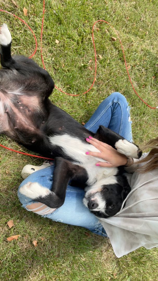 Opal, a Adopted mixed breed in Gradyville, KY image 3/6