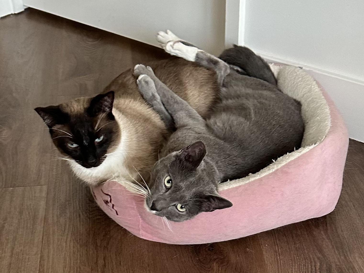 Vivian & Laurence - bonded siblings, Adopted, Young Female Russian Blue & Siamese.