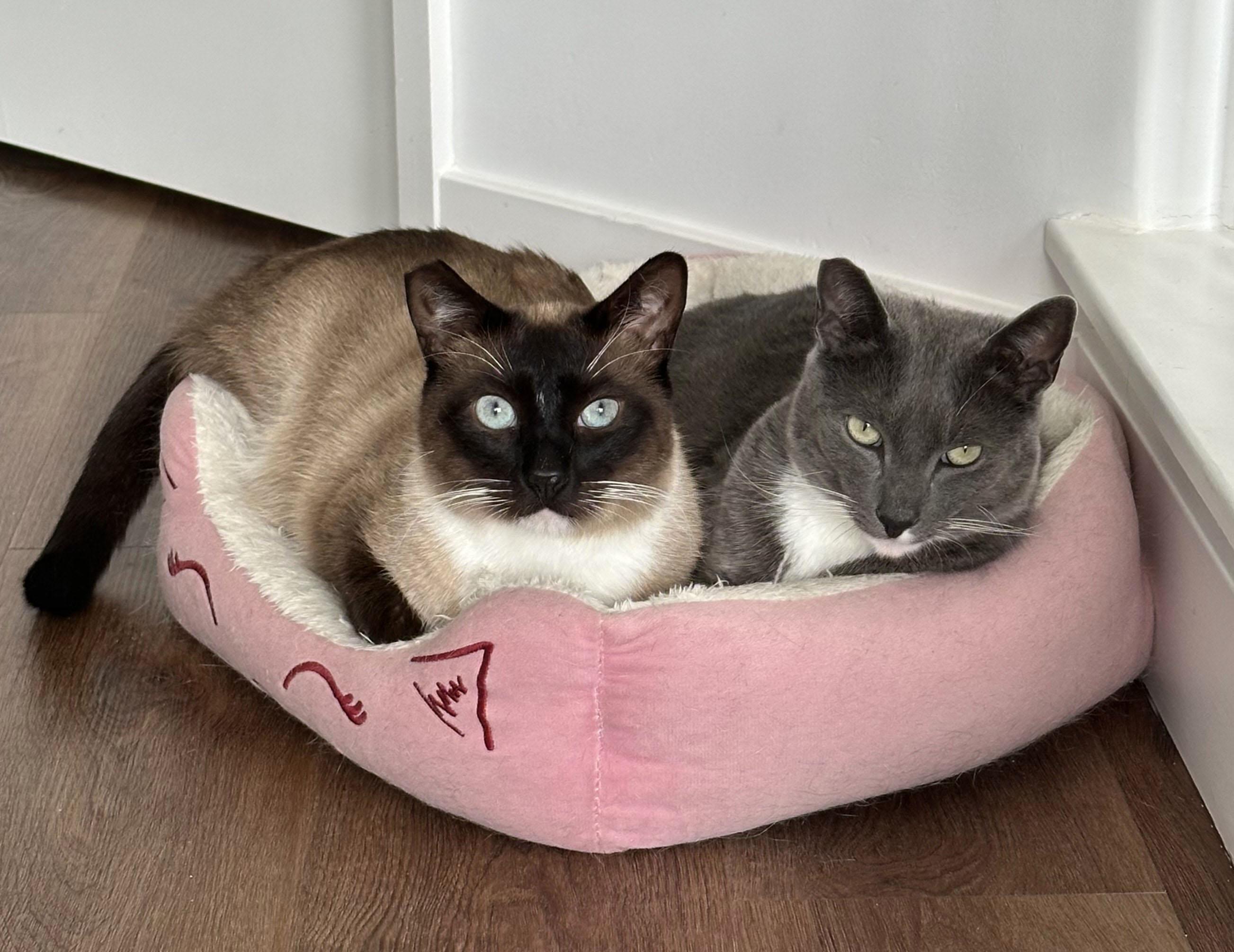 Enlarge Vivian & Laurence - bonded siblings, a Adopted mixed breed in Los Angeles, CA image 2/5