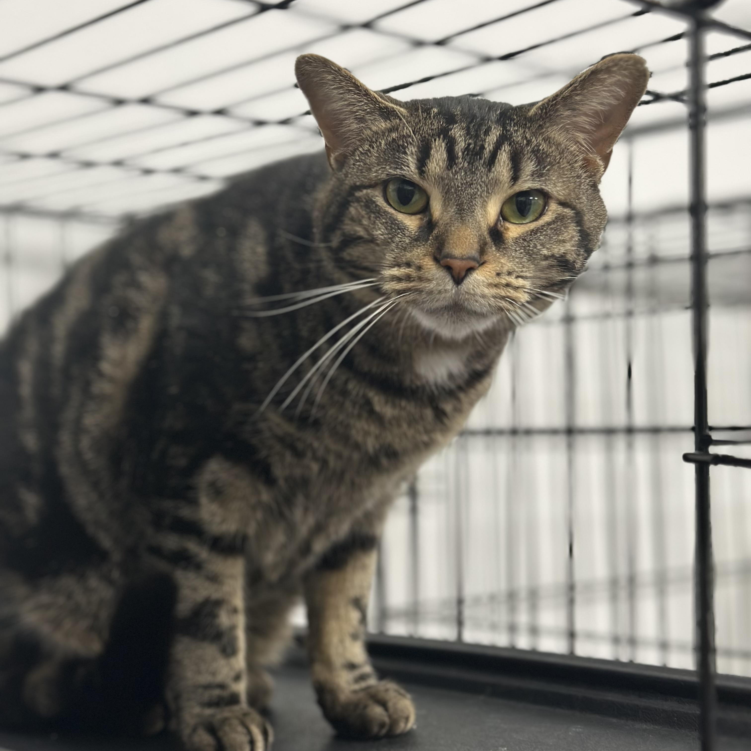 Earleen, Adult Female unknown