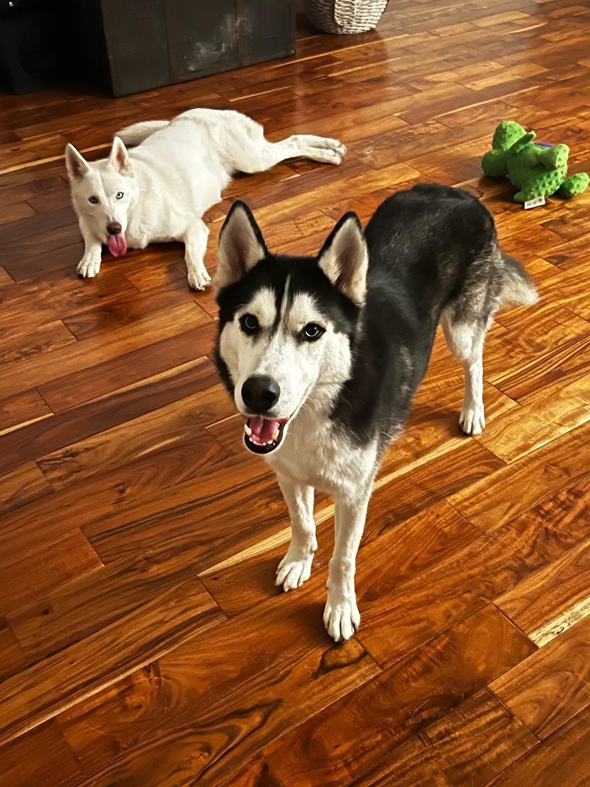 Blue, a ADOPTABLE Siberian Husky in Menifee, CA image 5/6