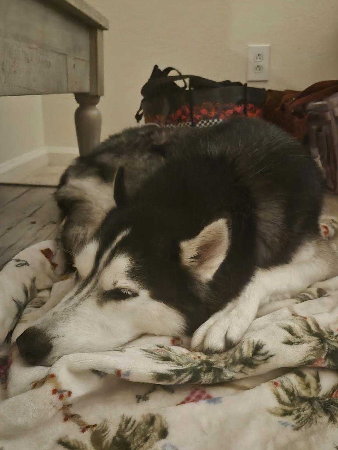 Blue, a ADOPTABLE Siberian Husky in Menifee, CA image 3/6