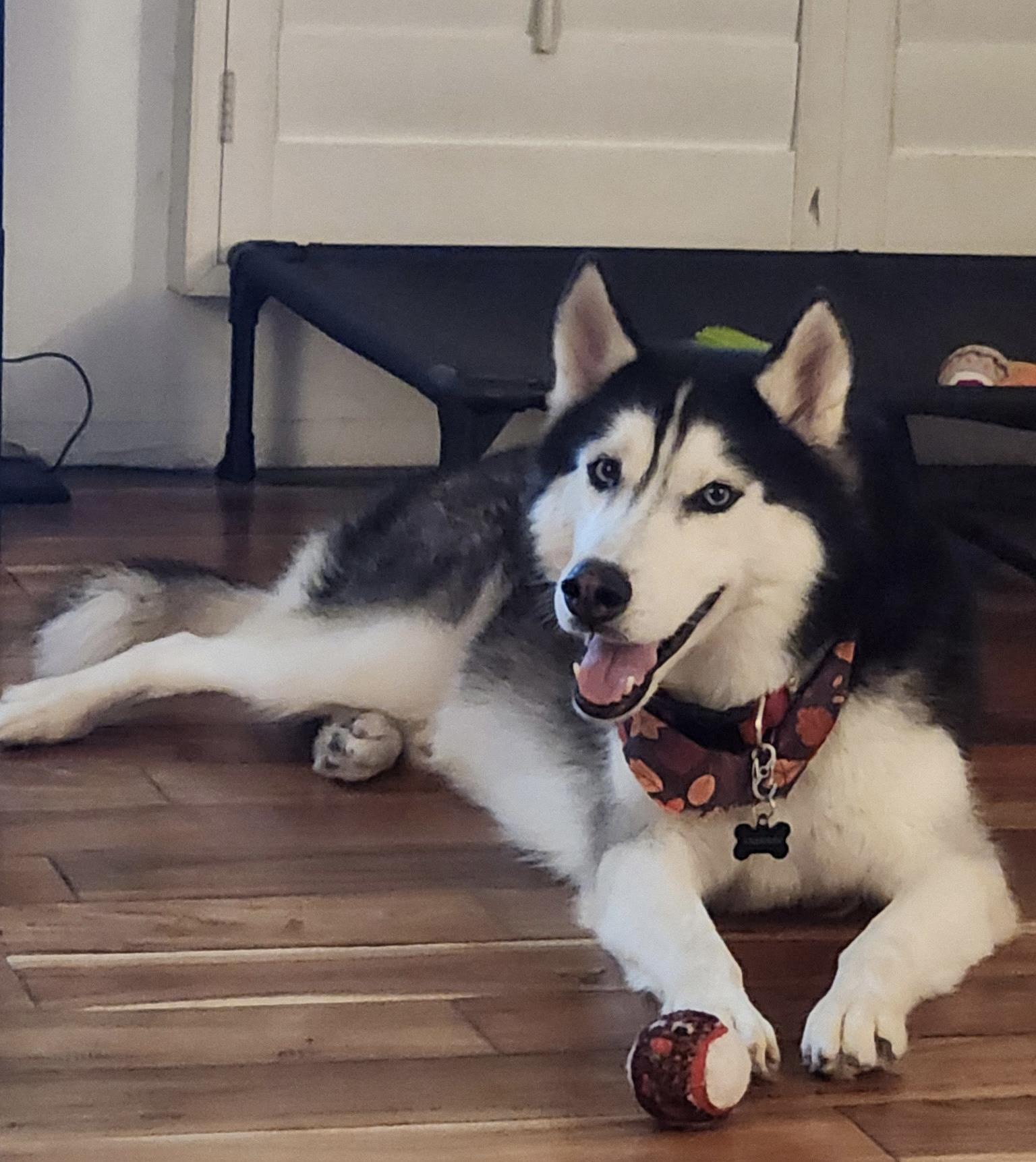 Blue, ADOPTABLE, Adult Male Siberian Husky.