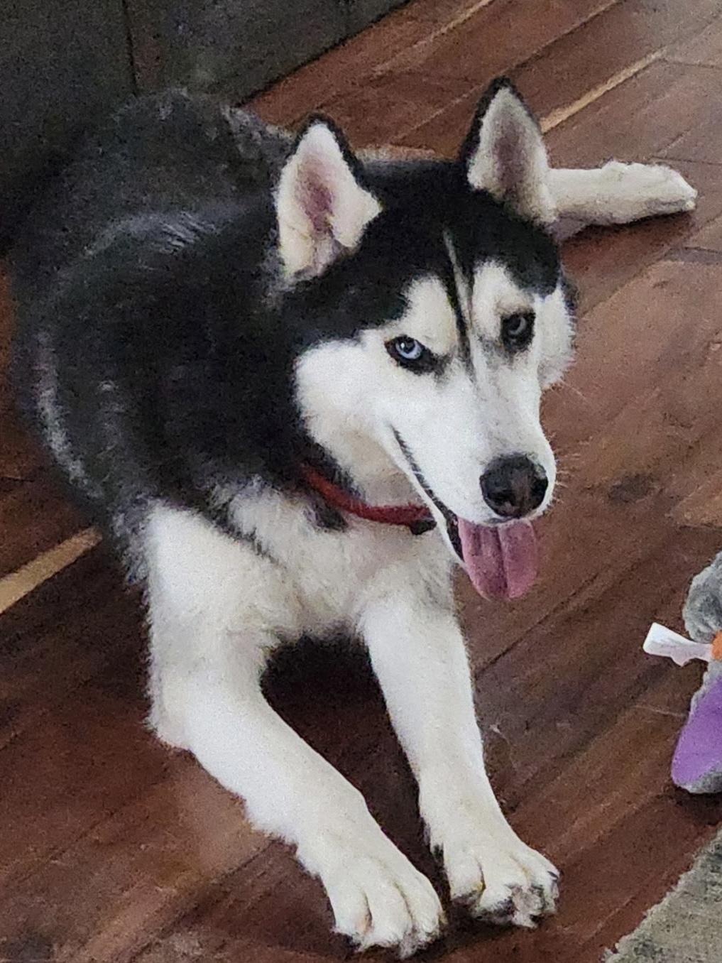 Blue, a ADOPTABLE Siberian Husky in Menifee, CA image 2/6
