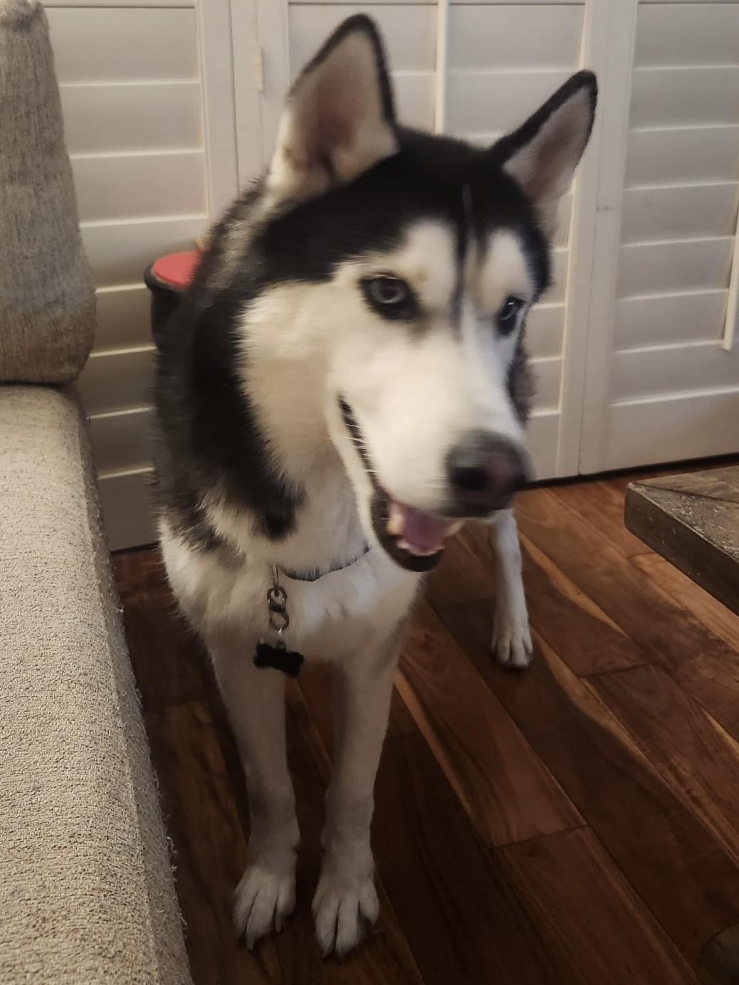 Blue, a ADOPTABLE Siberian Husky in Menifee, CA image 6/6