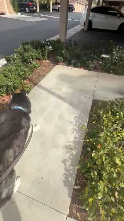 Enlarge Blue, a ADOPTABLE Siberian Husky in Menifee, CA video 4/6