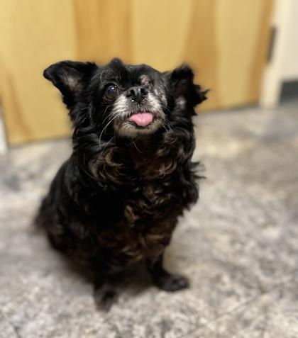 Ditty, adopted, Senior Male Mixed Breed.