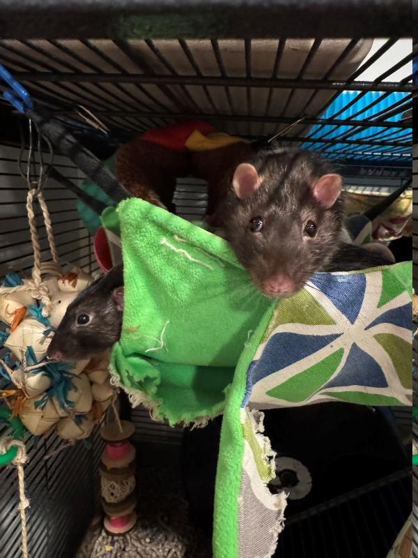 Remy & Thorn, ADOPTABLE, Adult Male Rat.