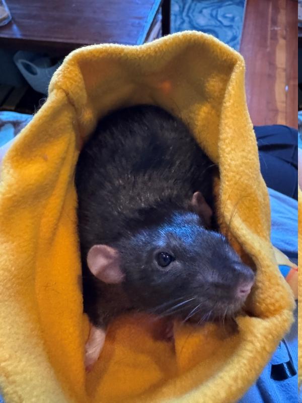 Enlarge Remy & Thorn, a ADOPTABLE Rat in Woonsocket, RI image 4/5