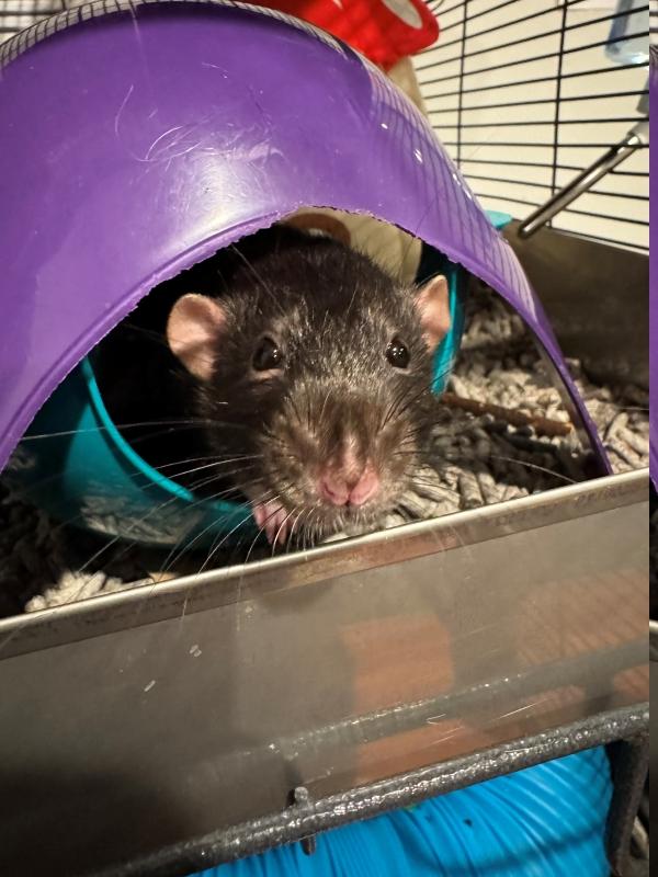 Enlarge Remy & Thorn, a ADOPTABLE Rat in Woonsocket, RI image 2/5