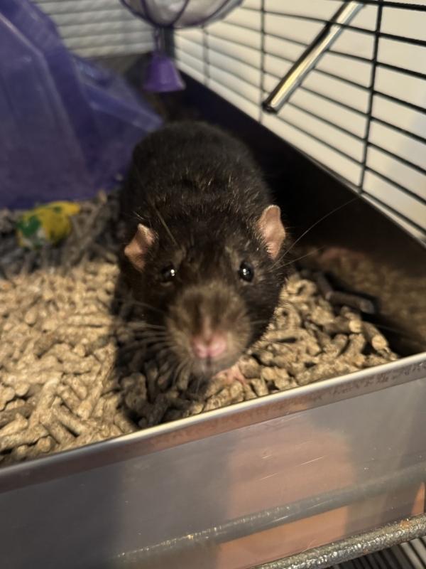 Enlarge Remy & Thorn, a ADOPTABLE Rat in Woonsocket, RI image 5/5