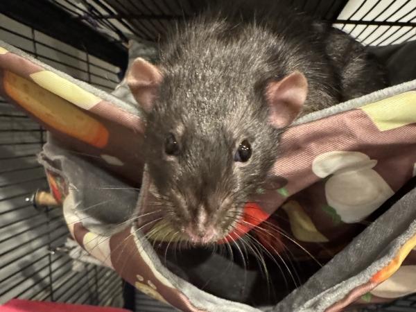 Enlarge Remy & Thorn, a ADOPTABLE Rat in Woonsocket, RI image 3/5