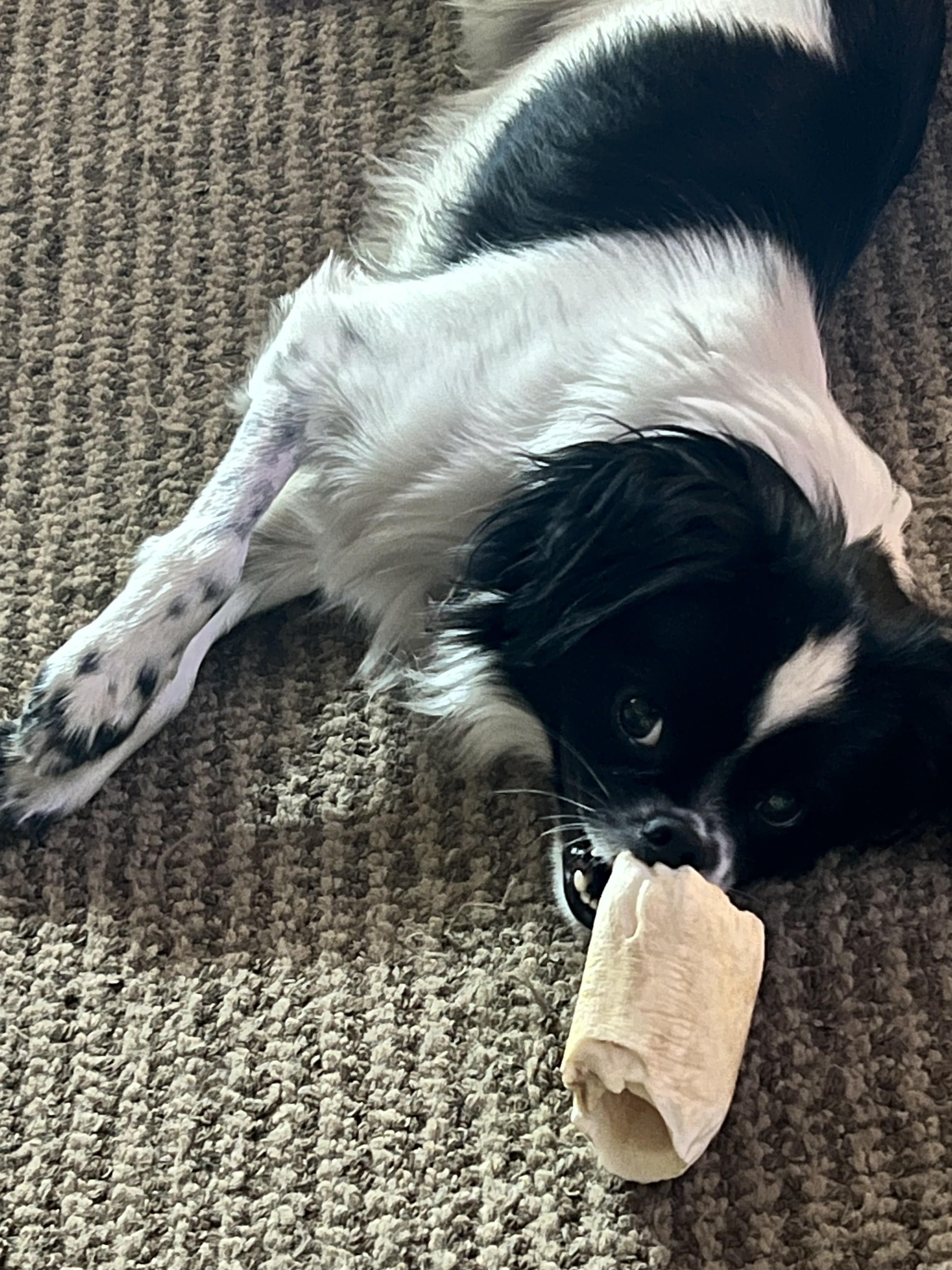 Hobbs, an adoptable mixed breed in Palatine, IL image 6/6