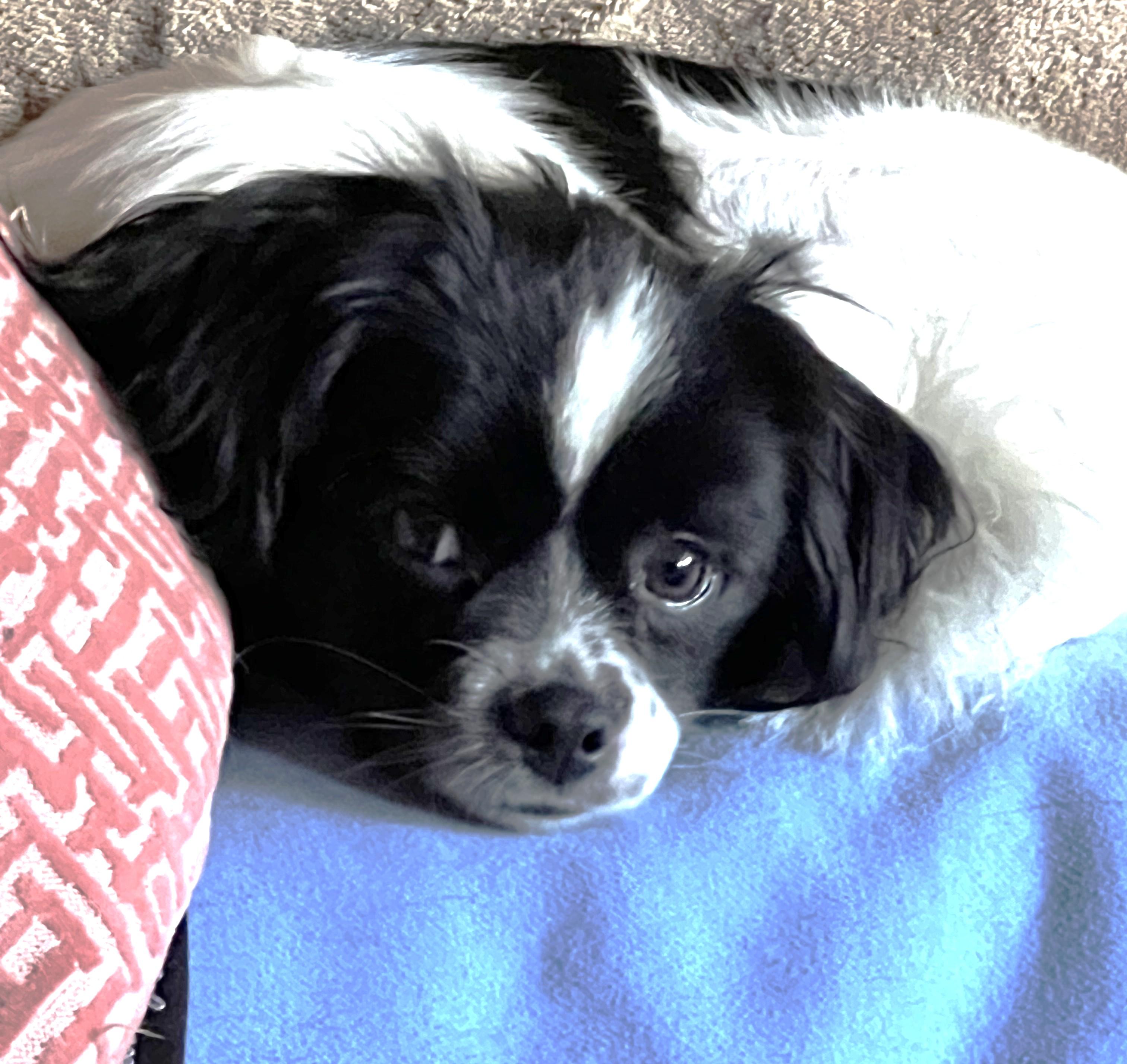 Hobbs, an adoptable mixed breed in Palatine, IL image 4/6