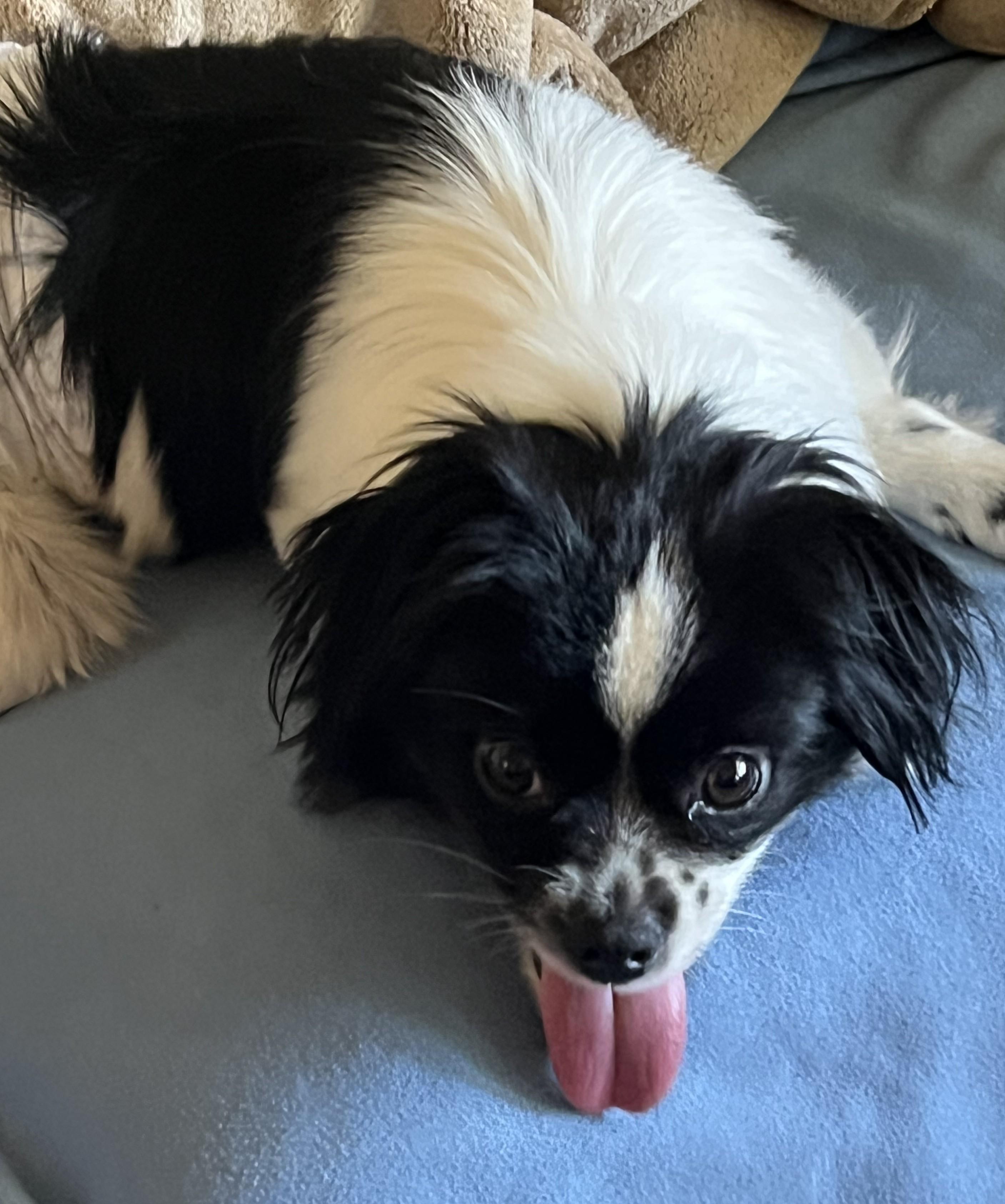 Hobbs, an adoptable mixed breed in Palatine, IL image 5/6