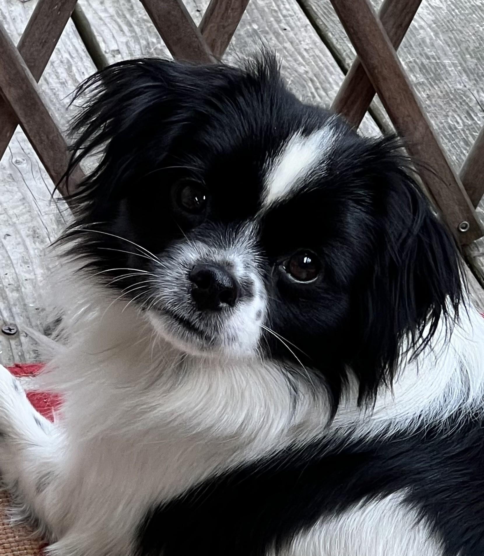 Hobbs, adoptable, Young Male Pomeranian & Mixed Breed.