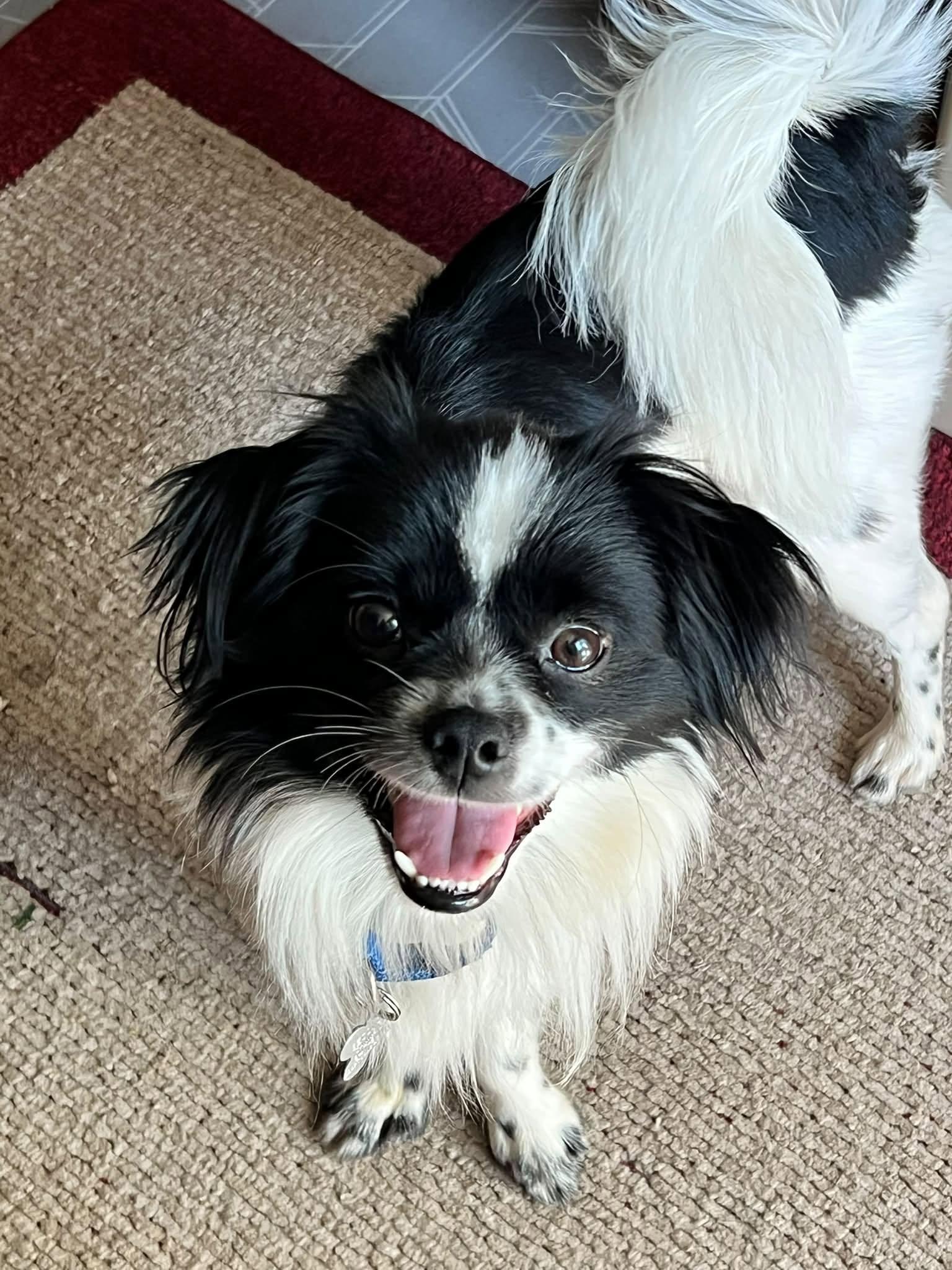 Hobbs, an adoptable mixed breed in Palatine, IL image 2/6