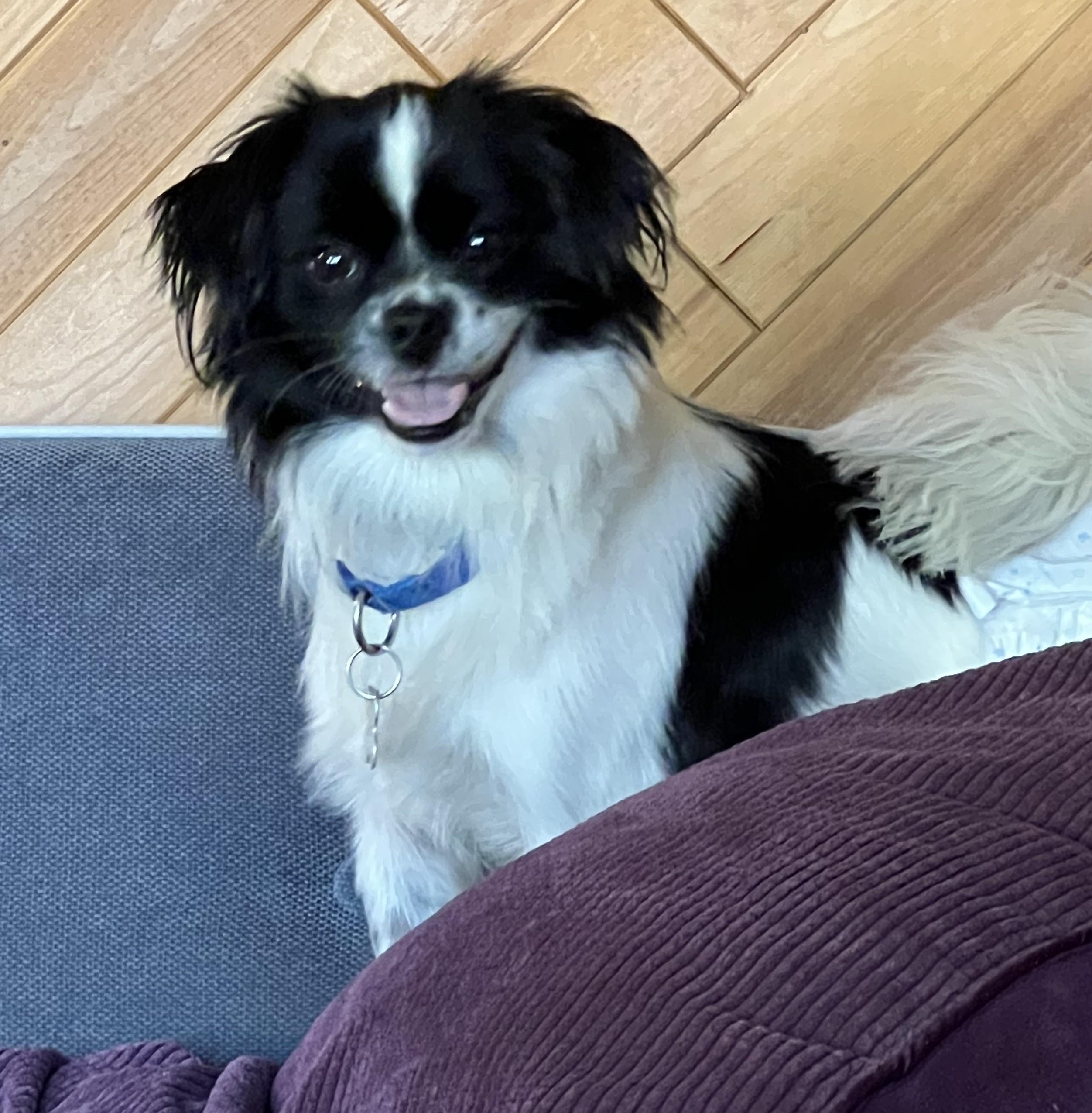 Hobbs, an adoptable mixed breed in Palatine, IL image 3/6