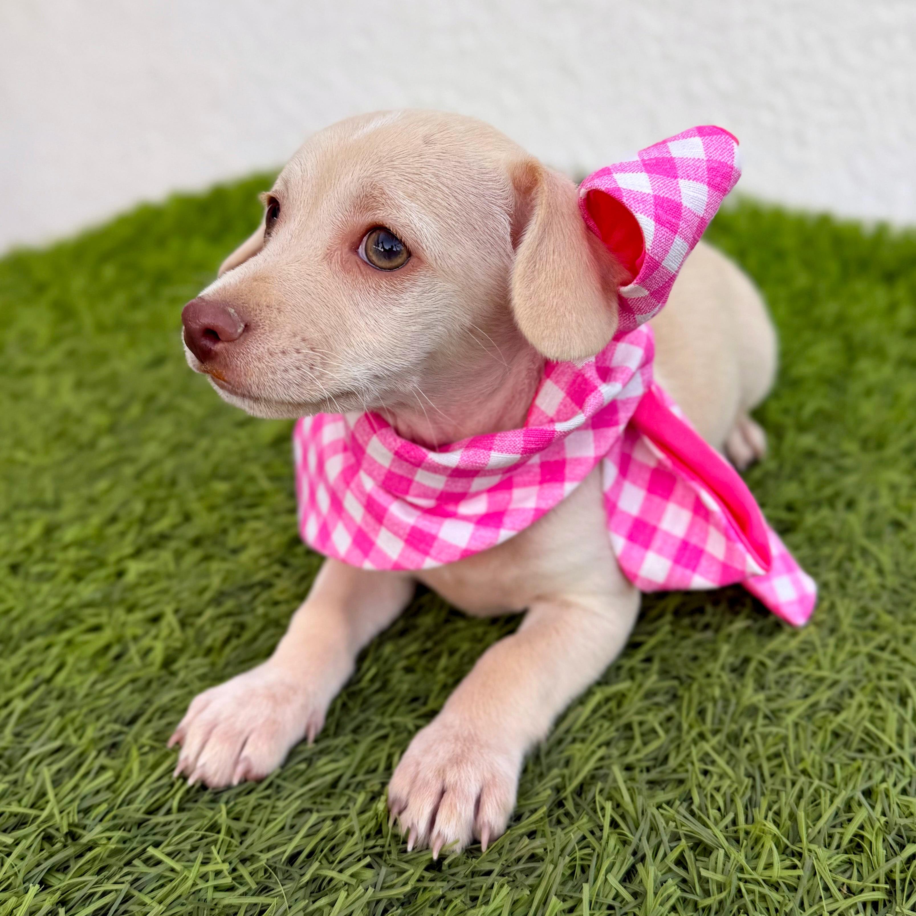 Enlarge MALTI, a ADOPTABLE mixed breed in San Diego, CA image 5/5
