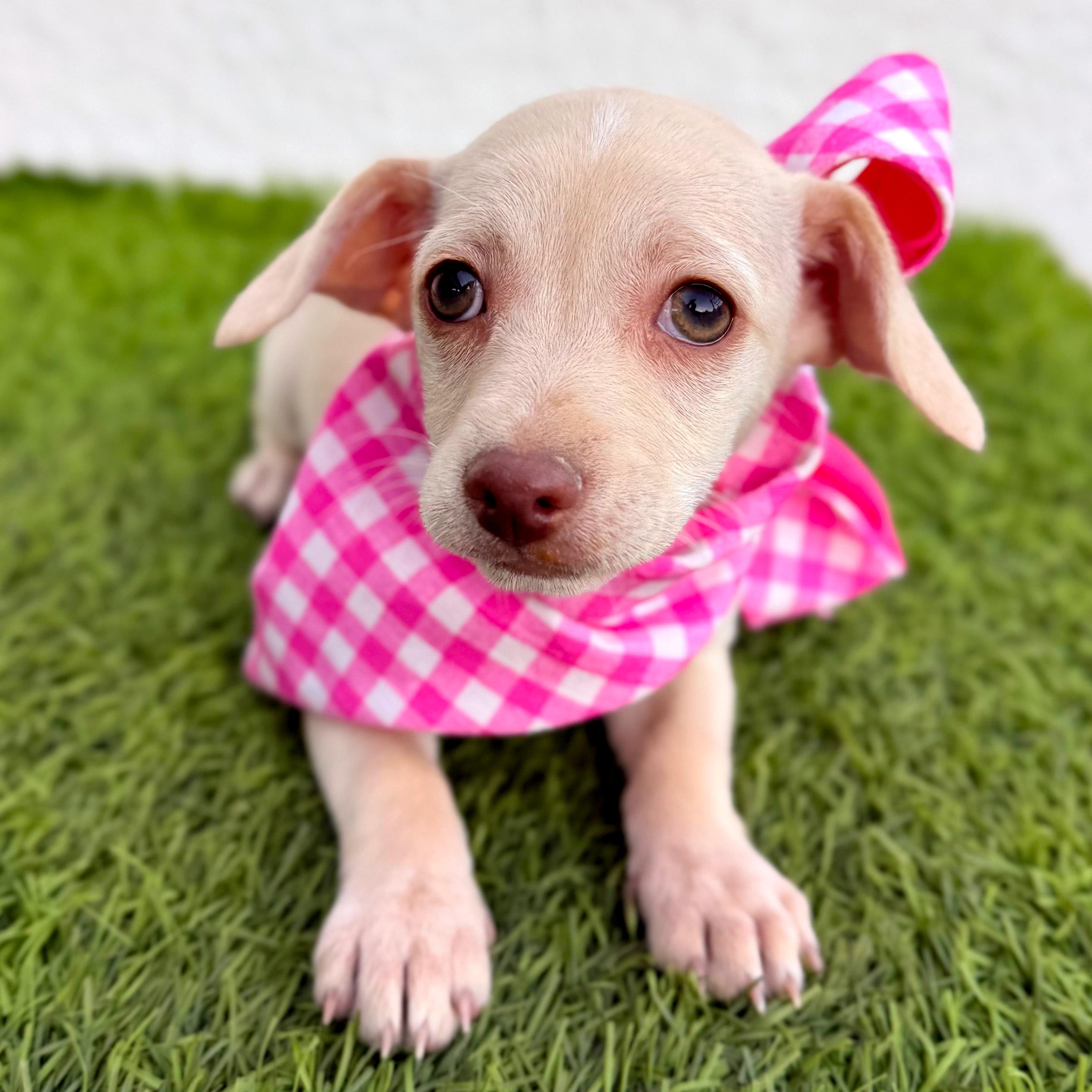 Enlarge MALTI, a ADOPTABLE mixed breed in San Diego, CA image 3/5