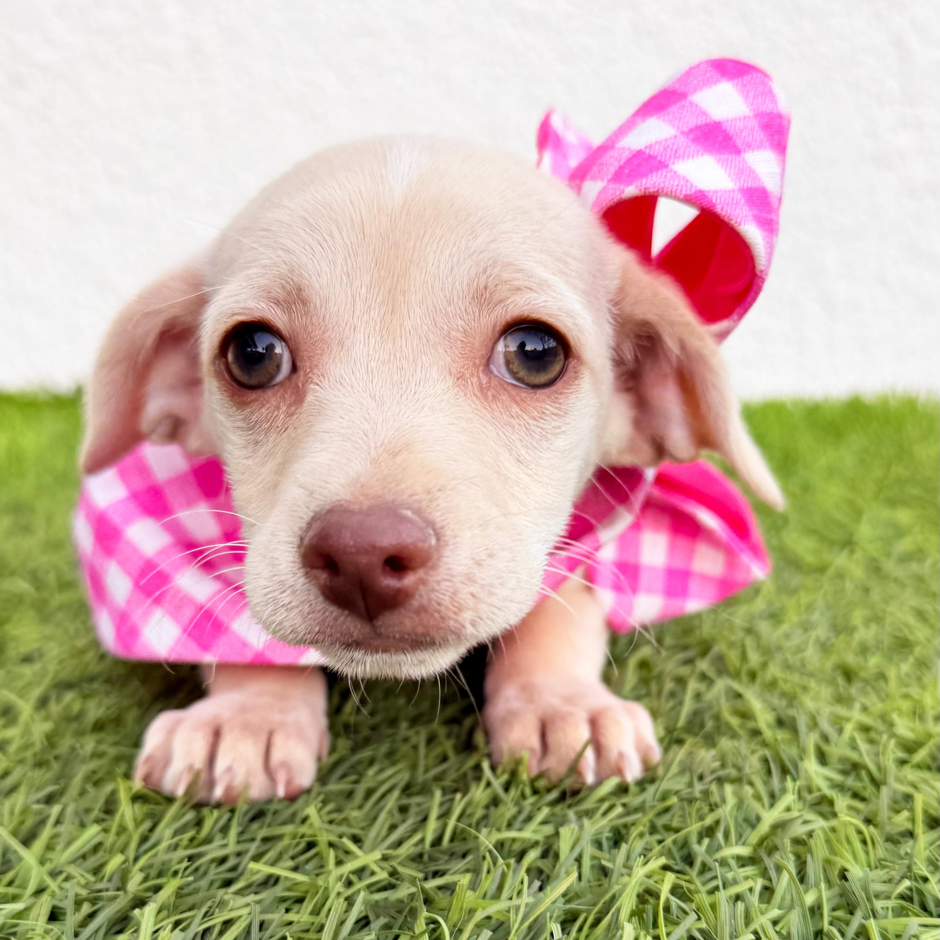 Enlarge MALTI, a ADOPTABLE mixed breed in San Diego, CA image 4/5