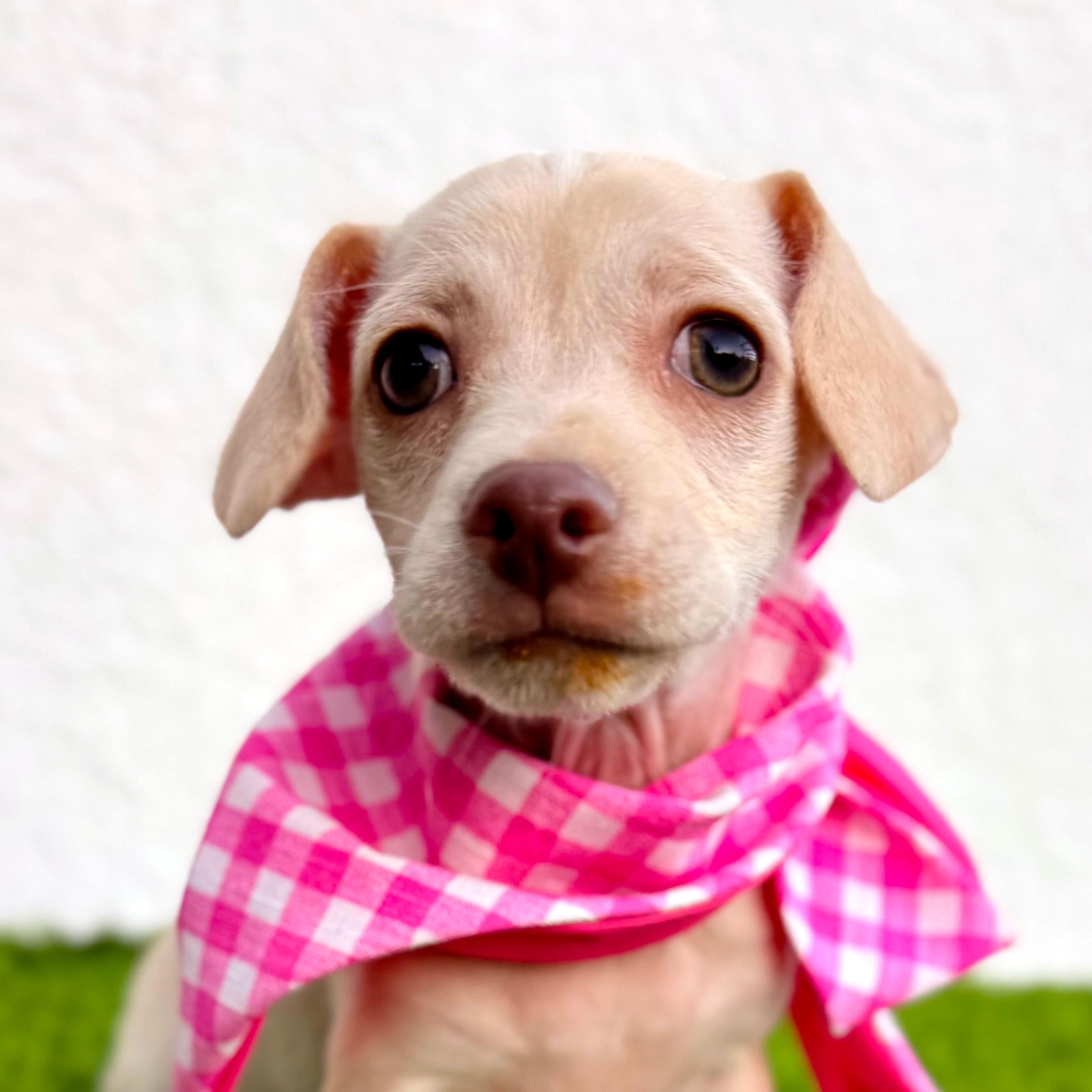Enlarge MALTI, a ADOPTABLE mixed breed in San Diego, CA image 1/5