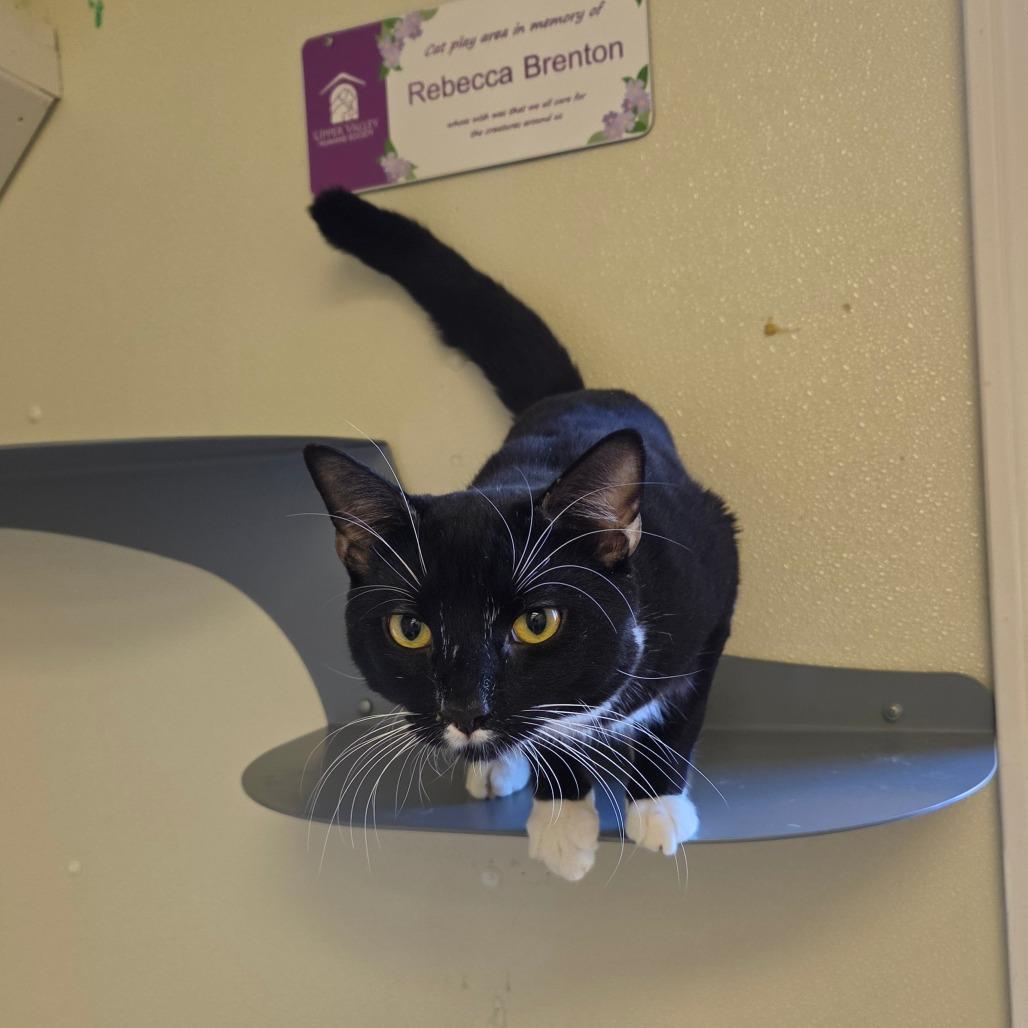 Garfunkel (Bonded to Simon), Adoptable, Adult Male Domestic Short Hair.